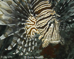 Lionfish Portrait by Emily Weston 